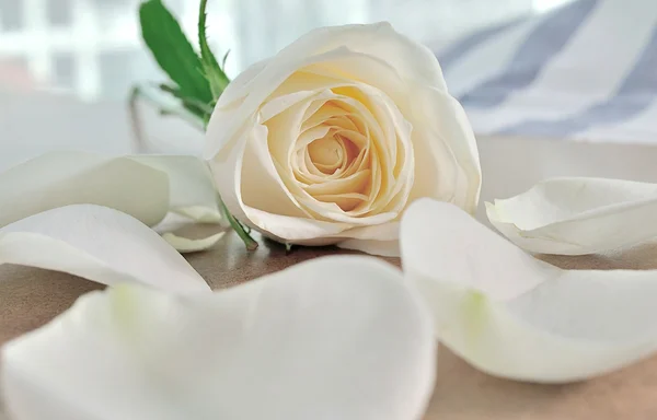 Rose flowers close up on background — Stock Photo, Image
