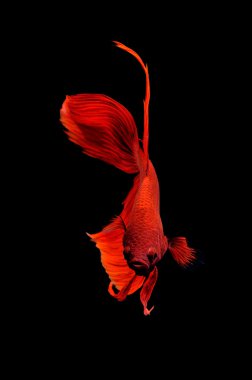 Siyam mücadele balık yakın çekim