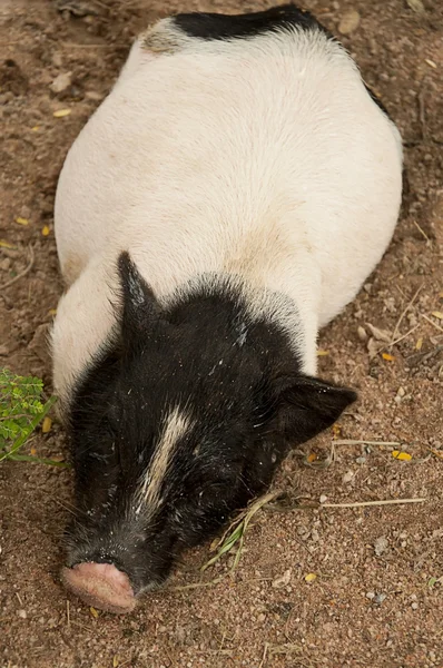 작은 돼지 가까이 배경 — 스톡 사진