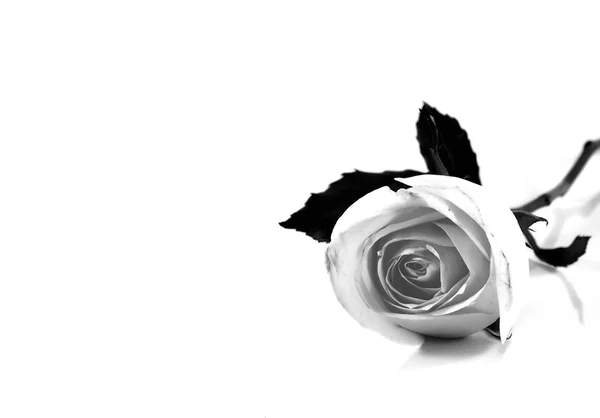 arka plan ve kırpma yolu üzerinde yakın yükseldi