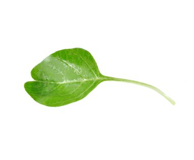 taze ıspanak üzerinde beyaz izole