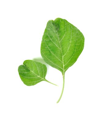 taze ıspanak üzerinde beyaz izole