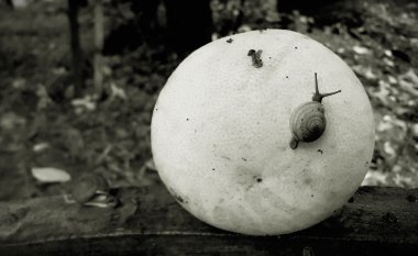 salyangoz kabuğu doğa arka planda