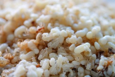 Karınca yumurtaları arka plan için yakın plan