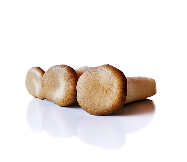 Pilz isoliert auf weißem Hintergrund — Stockfoto