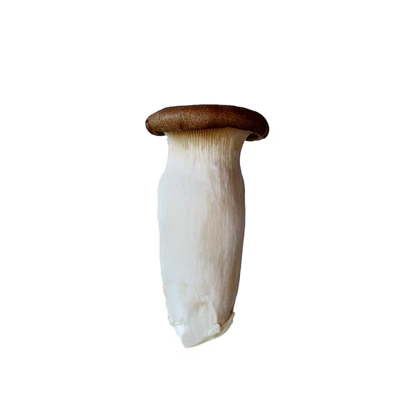 Pilz isoliert auf weißem Hintergrund — Stockfoto