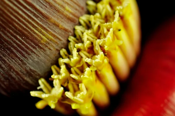 Flor de plátano sobre un fondo —  Fotos de Stock