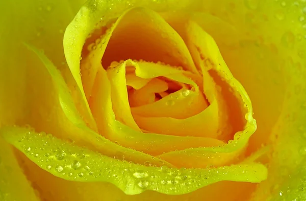 Valentine amour jaune rose pour fond — Photo