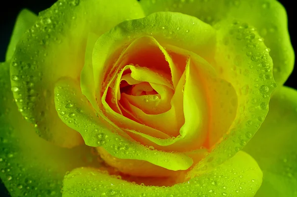 Rose jaune isolée sur fond blanc — Photo