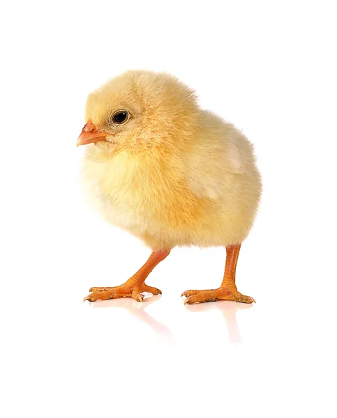 Beyaz arkaplanda izole edilmiş tavuk