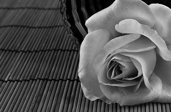 Dark rose on the bamboo background — Stock Photo, Image