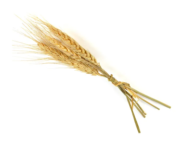 Ear of barley on white background Royalty Free Stock Images