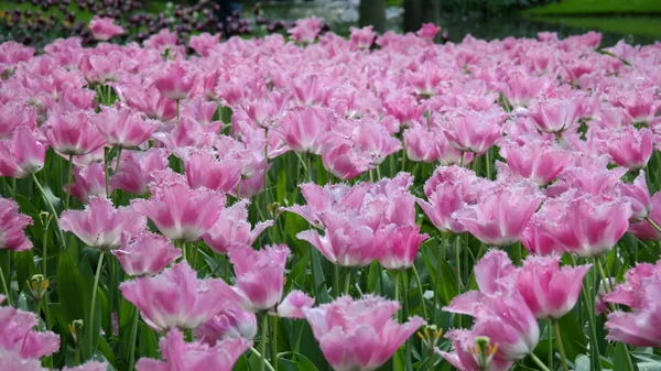 Tulpen Garten bunte Blumen — Stockfoto