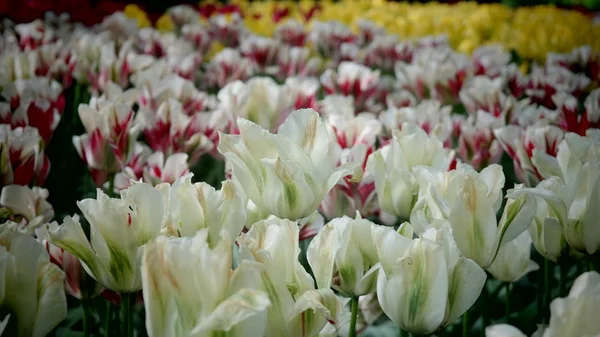 Kolorowe kwiaty tulipany — Zdjęcie stockowe