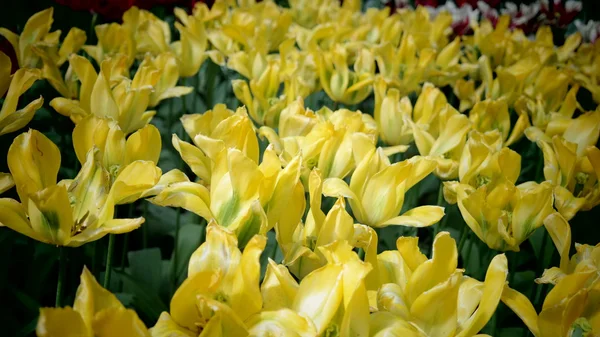 Kolorowe kwiaty tulipany — Zdjęcie stockowe