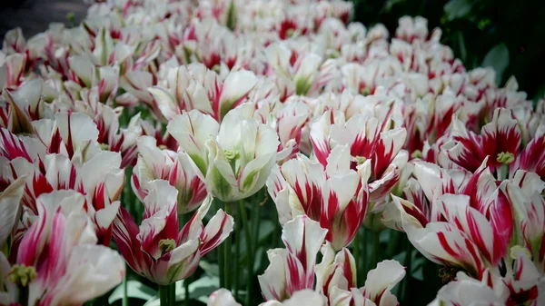Цветы в саду тюльпанов — стоковое фото