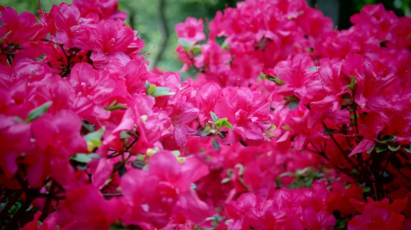 Zahradní tulipány barevné květiny — Stock fotografie