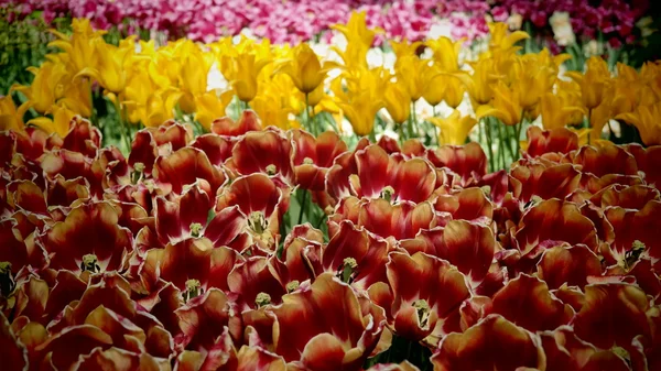 Tulips garden colorful flowers — Stock Photo, Image
