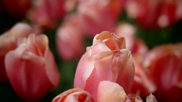 Tulipes jardin fleurs colorées — Photo