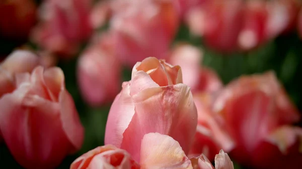 Tulpen tuin kleurrijke bloemen — Stockfoto