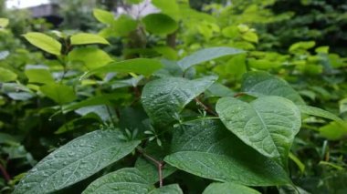 Bahçedeki yaprak üzerinde yağmur damlası