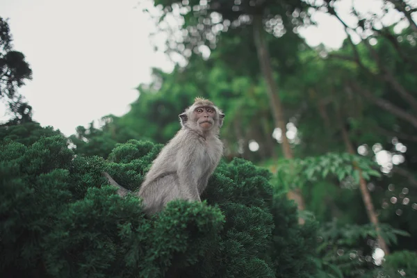 Um macaco numa árvore — Fotografia de Stock