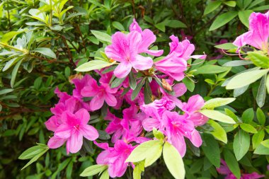 Bush pembe çiçekler