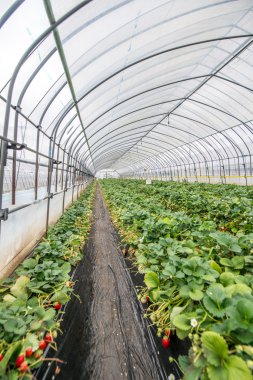 Çilekli tesisleri gizli