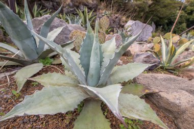 etli bitki türü Aloe