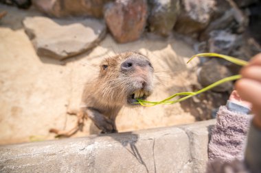 Yemek için ulaşan Capibara