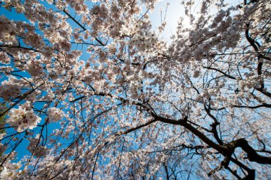 Japon kiraz çiçeği