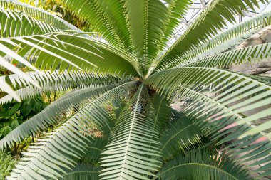 Asya 'da büyük uzun ağaçlar ve bitkiler