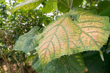 Asya 'da büyük uzun ağaçlar ve bitkiler