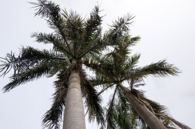 Asya 'da büyük uzun ağaçlar ve bitkiler