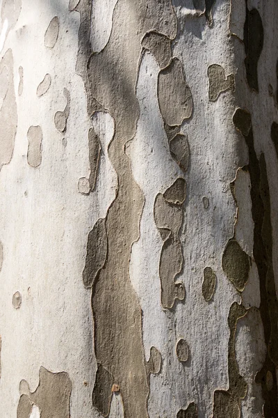 Árbol blanco desnudo — Foto de Stock