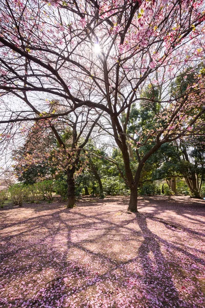 日本の桜 — ストック写真