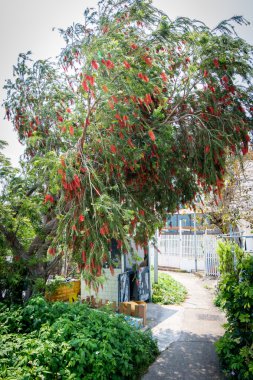 Asya 'da büyük uzun ağaçlar ve bitkiler