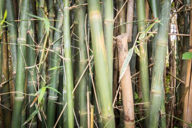 Büyük yeşil tropikal palmiye ağacı ve yaprakları