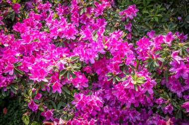 Asya 'da büyük uzun ağaçlar ve bitkiler