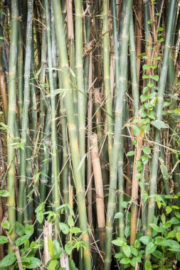 Büyük yeşil tropikal palmiye ağacı ve yaprakları