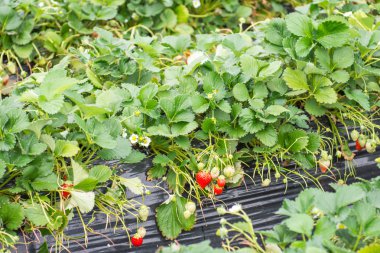 Çilek bitkiler gizli