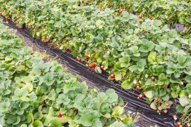 Çilek bitkiler gizli