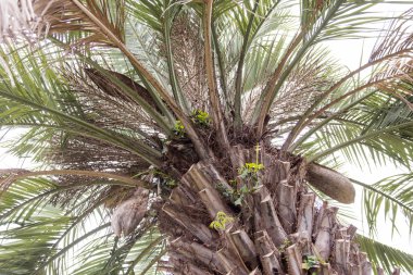 Dışarıdaki tropik palmiye ağacını eşsiz bir kabukla kapatın.