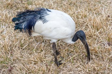 Yuvadaki büyük siyah beyaz tüylü kuş.