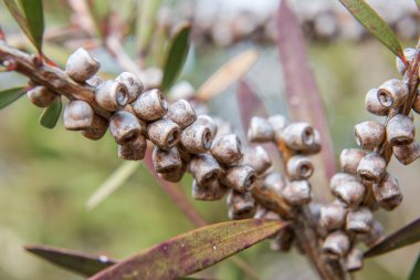Renkli canlı. Taze çiçeklerle kaplanmış taze çiçekler.