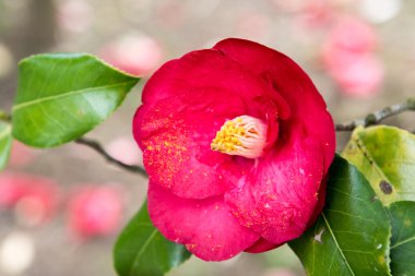 Renkli canlı. Taze çiçeklerle kaplanmış taze çiçekler.
