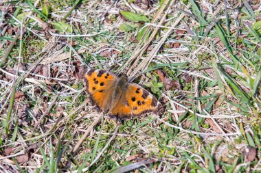 Çimlerin üzerinde oturan kelebeğin turuncu desenli kanatları.