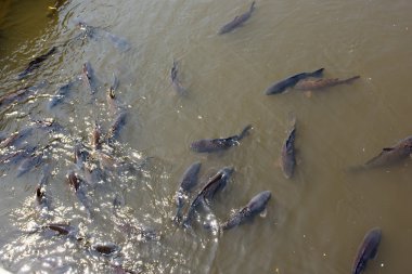 Bulanık yeşil suda yüzen büyük balıklar yüzeyde besleniyor.