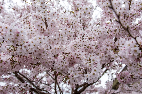 ดอกไม้บนต้นไม้ — ภาพถ่ายสต็อก