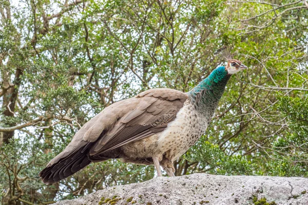 Paon Grand Oiseau Sans Plumes Dans Jardin Extérieur — Photo